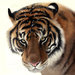 Digital_Painting__TIGER_by_Equine_Instinct.jpg